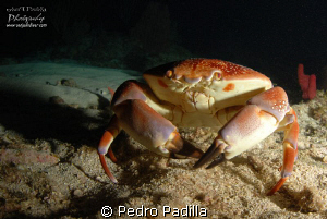 Batwing Coral Crab, Night Dive in Andrea's @ Guanica Puer... by Pedro Padilla 